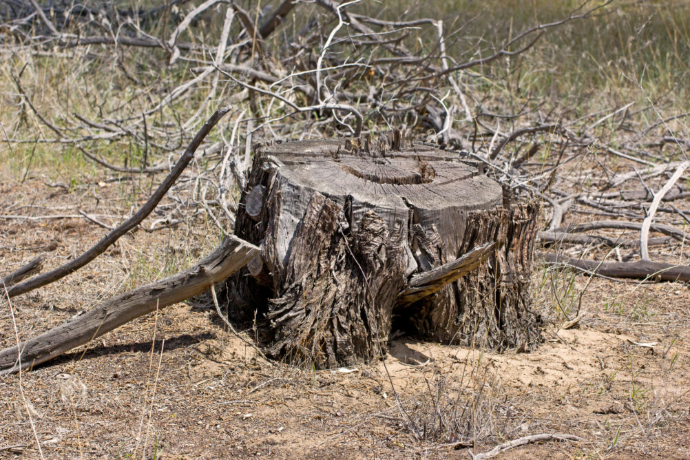 Importance of Removing Tree Stumps